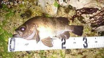 メバル