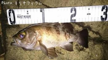 メバル