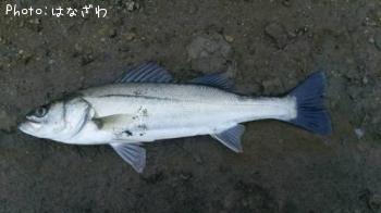シーバス
