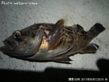 タケノコメバル
