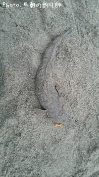 マゴチ