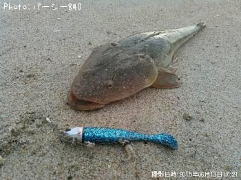 マゴチ