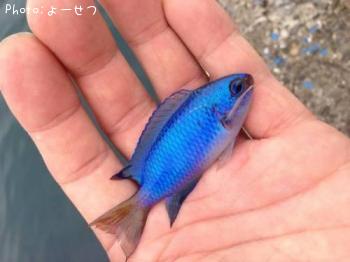 ꥭ