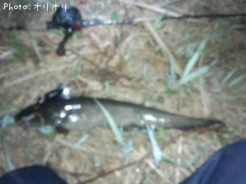 ナマズ