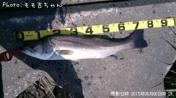 シーバス