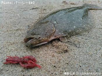ヒラメ