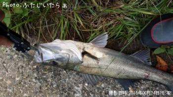 シーバス