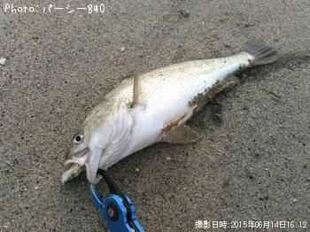 イシモチ