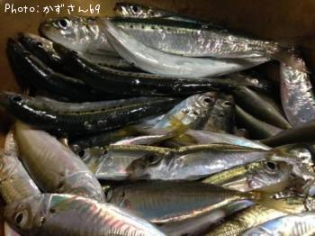 イワシ・アジ