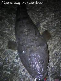 マゴチ