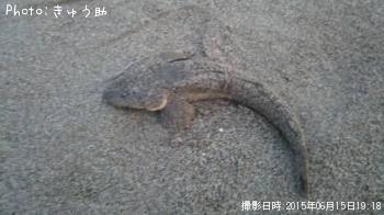 マゴチ