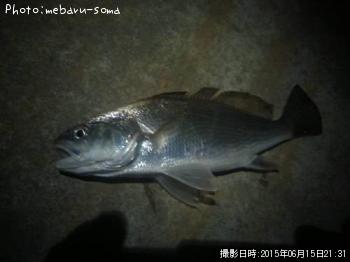 イシモチ