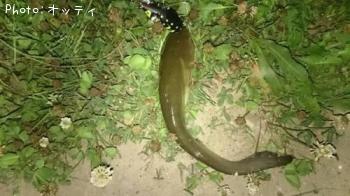 ナマズ