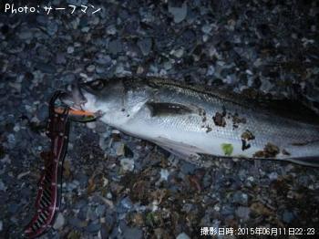 シーバス