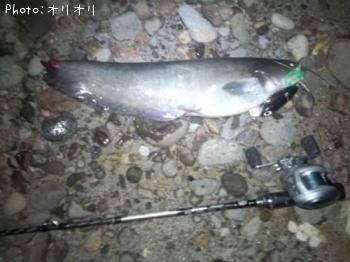 ナマズ