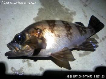 メバル