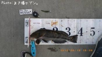 アイナメ