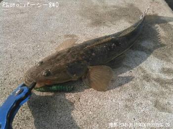 マゴチ