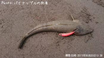 マゴチ