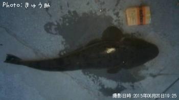 ޥ