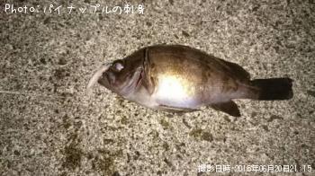 メバル
