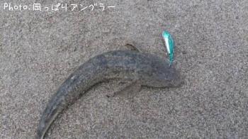 マゴチ