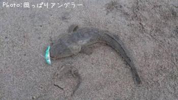 マゴチ