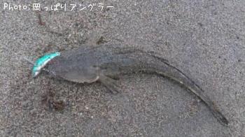 マゴチ