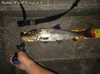 コイ