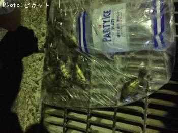メバル
