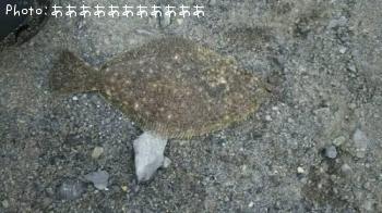 ソゲ