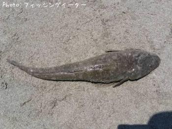 マゴチ