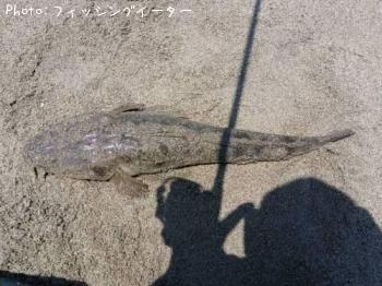 マゴチ