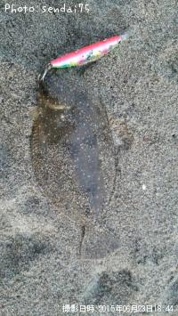 ヒラメ