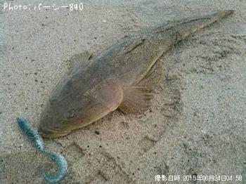 マゴチ