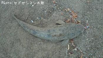 マゴチ