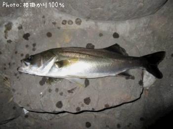 セイゴ強