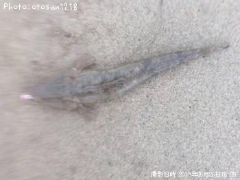 マゴチ