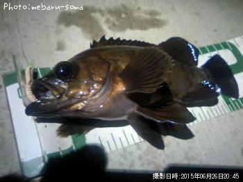 メバル