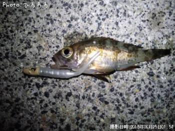 メバル