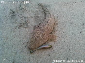 マゴチ