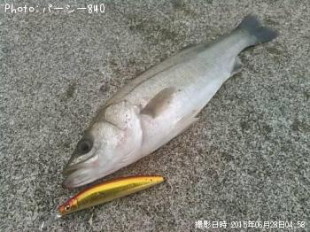 シーバス