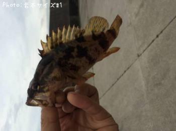 タケノコメバル