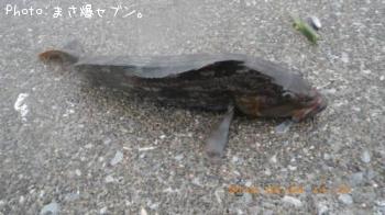 ʥ