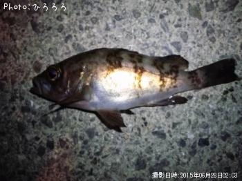 メバル