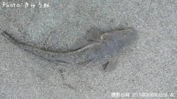 マゴチ