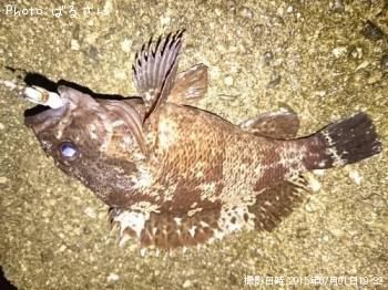 ベッコウゾイ