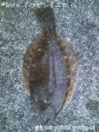 カレイ