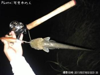 鯰