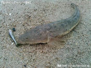 マゴチ